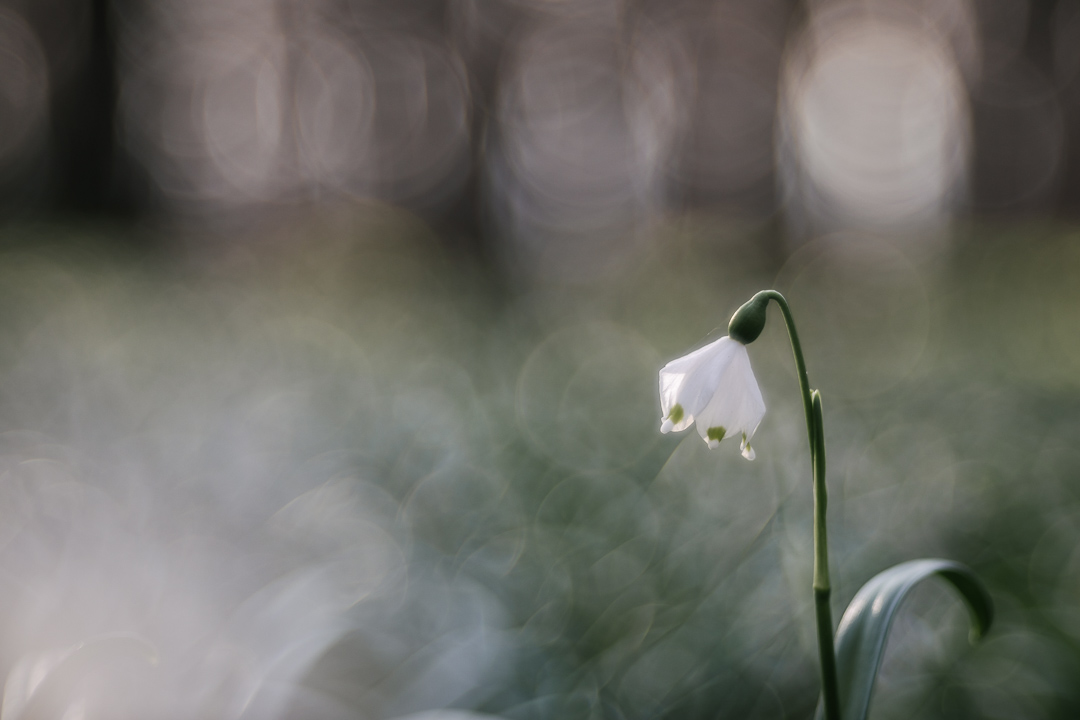 Märzenbecher oder Frühlings-Knotenblume (Leucojum vernum)