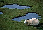 Schafsleben auf Schottischem Rasen